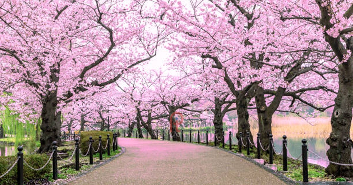 DU LỊCH NHẬT NGẮM ANH ĐÀO: TP.HCM - Tokyo - Phú Sĩ - Nagoya - Kyoto - Osaka