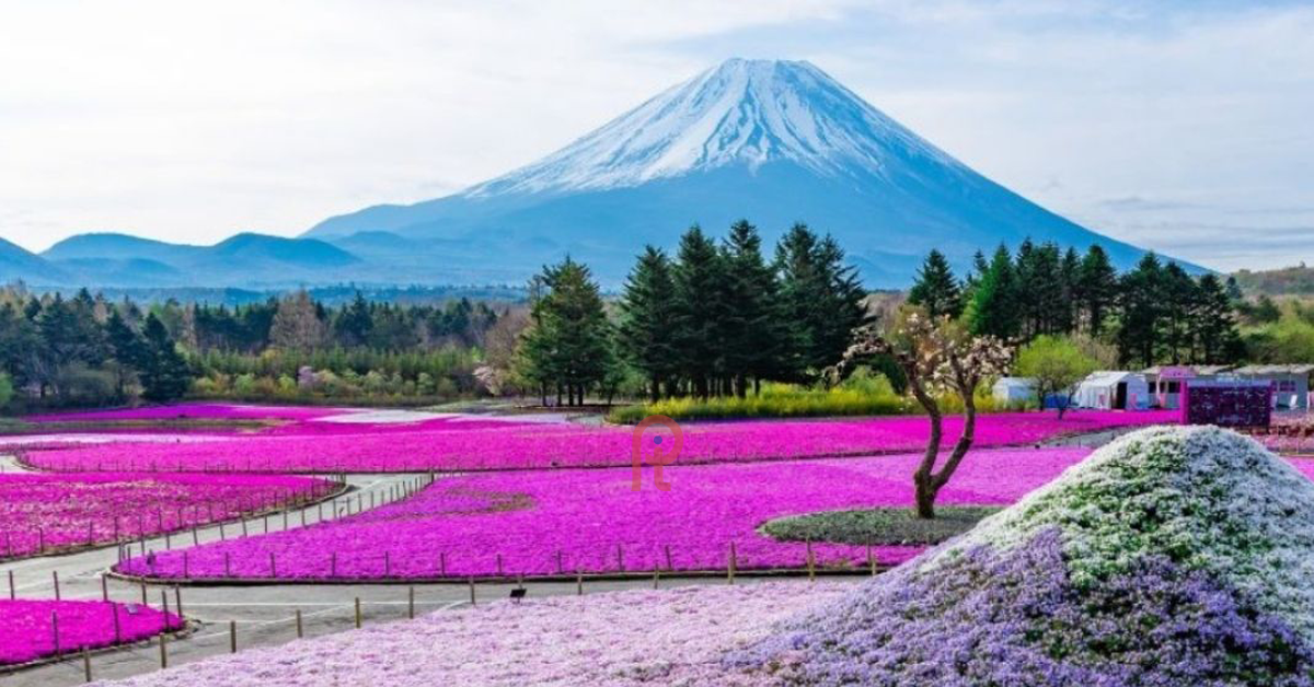 DU LỊCH NHẬT BẢN MÙA HOA TỬ ĐẰNG: TP.HCM - OSAKA - KYOTO - PHÚ SĨ - TOKYO