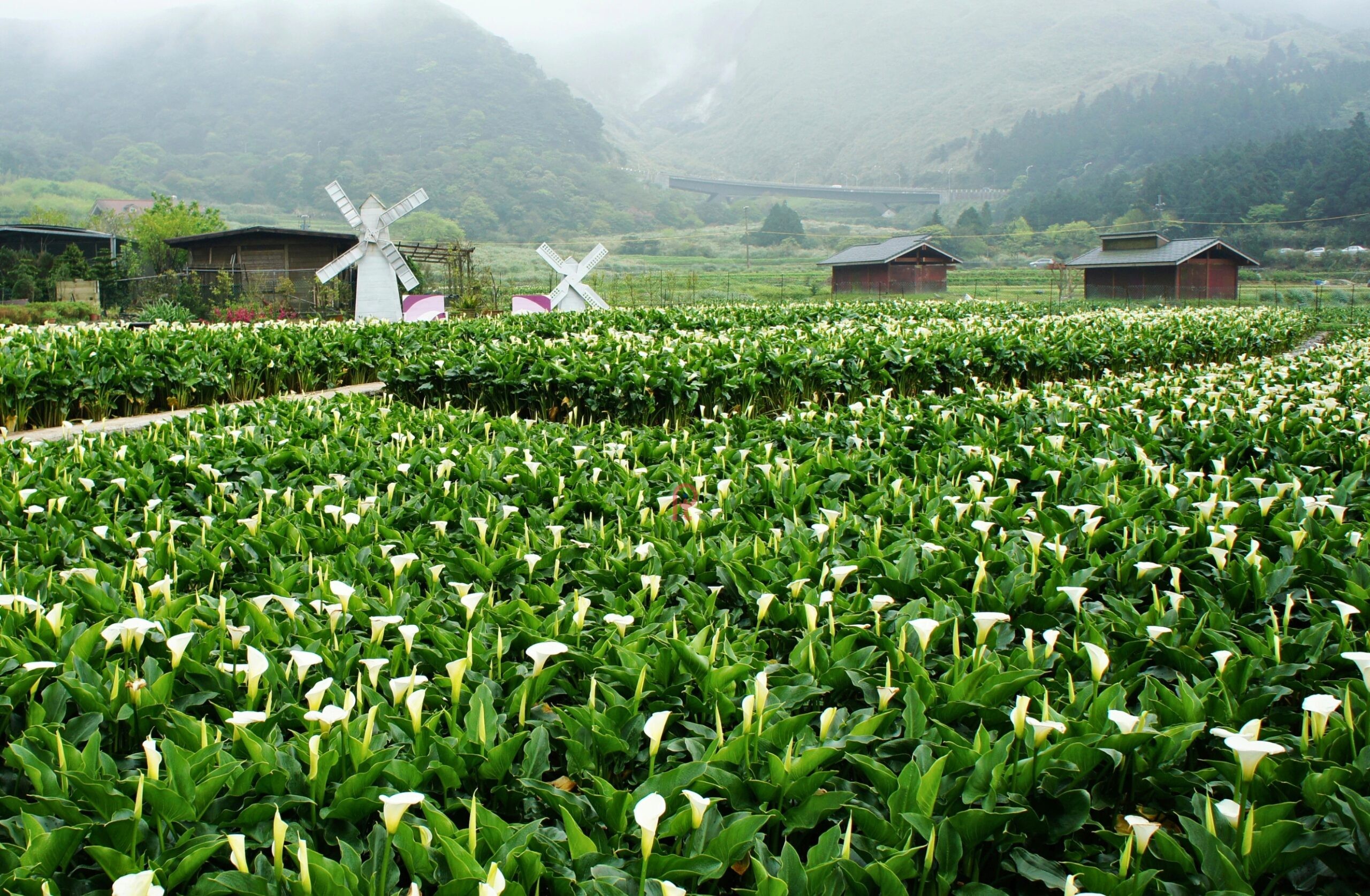 Lạc bước tại công viên Dương Minh Sơn (Yangmingshan)